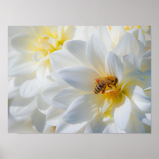 Affiche Honeybee on a Dahlia (Devant)