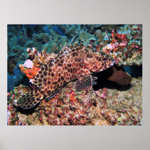 Affiche Honeycomb Grouper