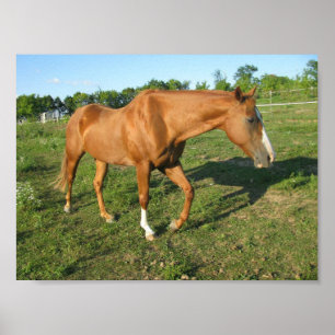 Affiche Hongre quart de cheval