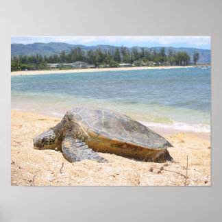 Affiche Honu hawaïen