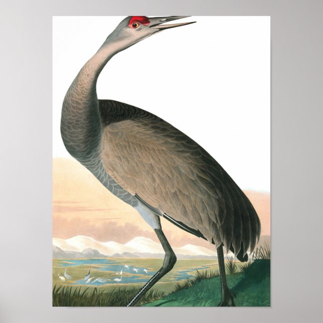 Affiche Hooping Crane by John James Audubon (Devant)