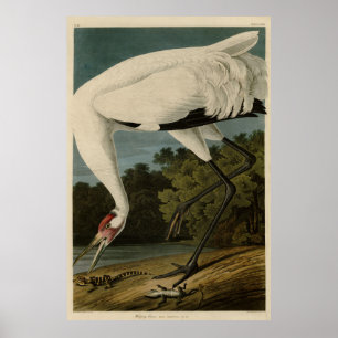 Affiche Hooping (Whooping) Crane, Audubon Birds of America