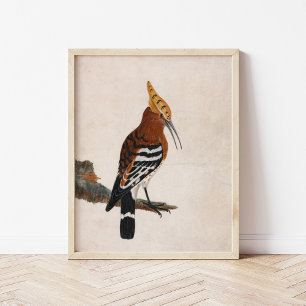 Affiche Hoopoe commun   William Lewin