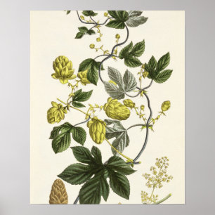 Affiche Hop Vine, de "The Young Landsman", publié par Vie