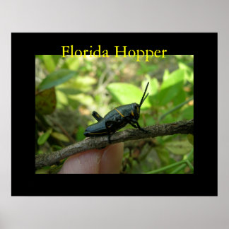 Affiche Hopper FL