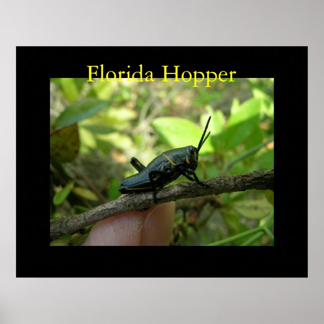 Affiche Hopper FL (Devant)