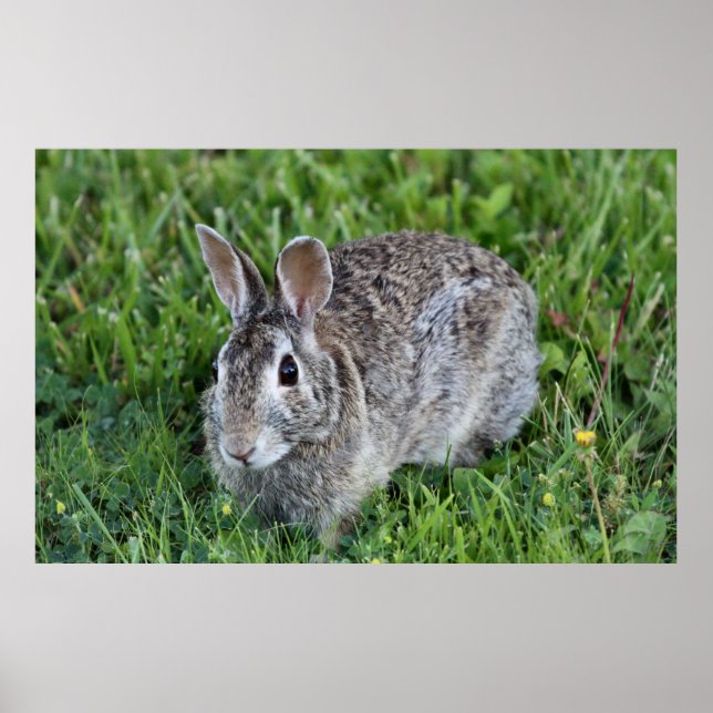 Affiche Hoppy Bunny (Devant)