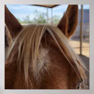 Affiche Horse Bangs