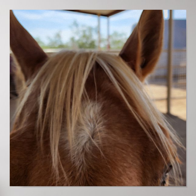 Affiche Horse Bangs (Devant)
