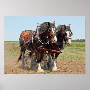 Affiche Horse Clydesdale Agriculture Photo