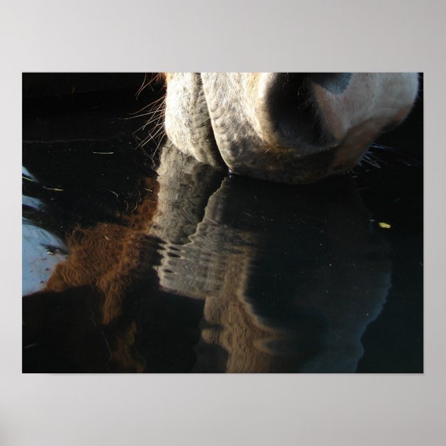 Affiche Horse Drinks Reflection (Devant)