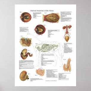 Affiche Horse Organes internes Anatomie Organes vétérinair