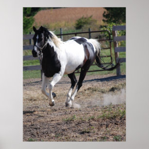 Affiche Horse/Paint Pinto