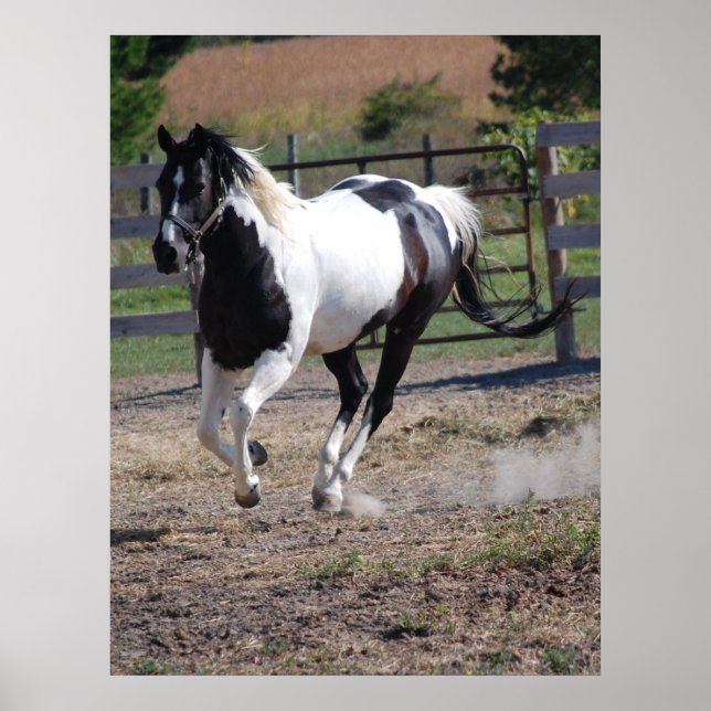 Affiche Horse/Paint Pinto (Devant)