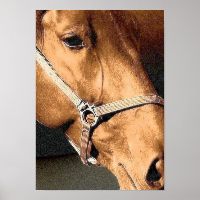 Affiche Horse Portrait (Devant)
