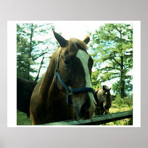 Affiche Horse Portrait
