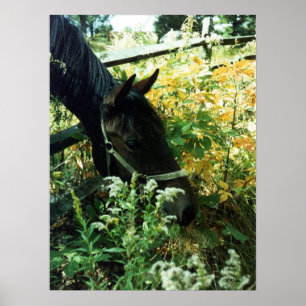 Affiche Horse Portrait l