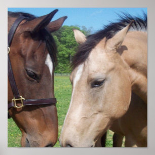 Affiche Horse Romance Imprimer