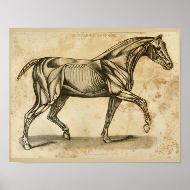 Affiche Horse Veterinary Muscle Anatomy Vintage Print (Devant)