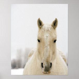 Affiche Horse with snow on head