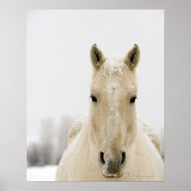Affiche Horse with snow on head (Devant)