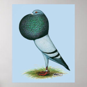 Affiche Horseman Pouter Blue