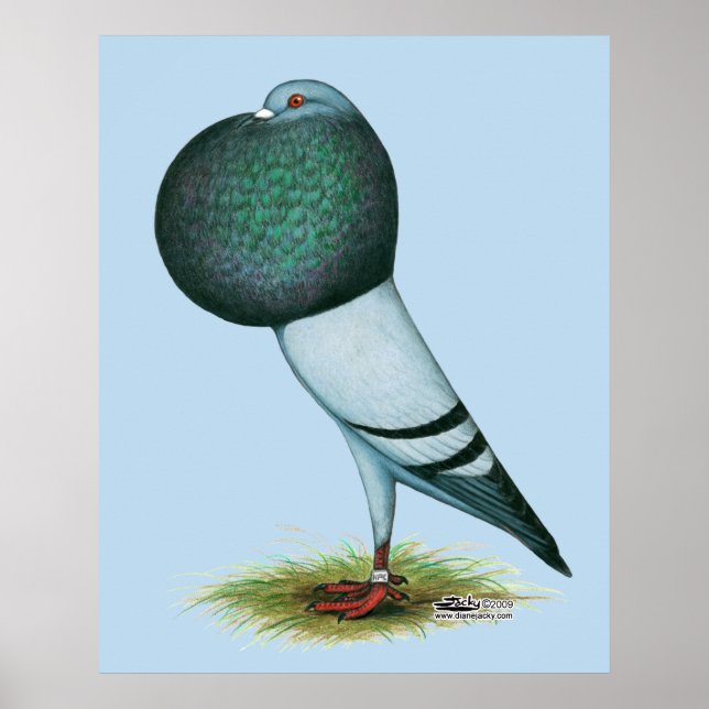 Affiche Horseman Pouter Blue (Devant)