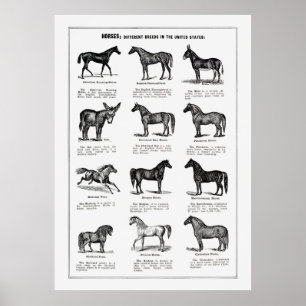 Affiche Horses Breeds