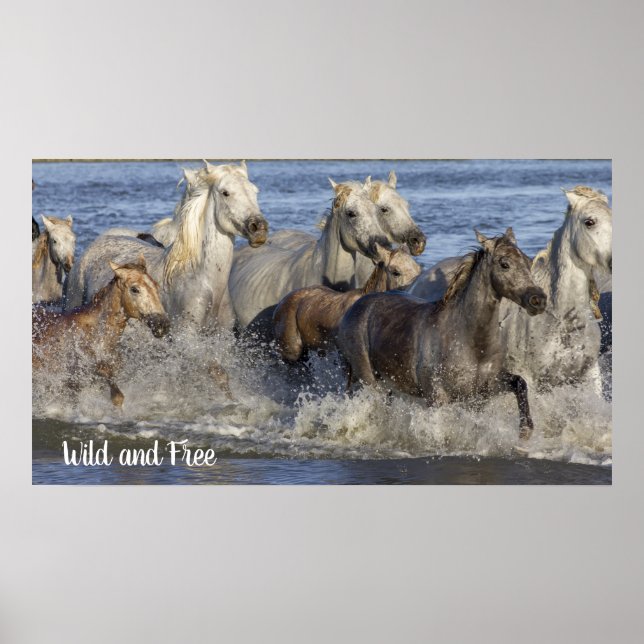 Affiche Horses galloping in the water (Devant)