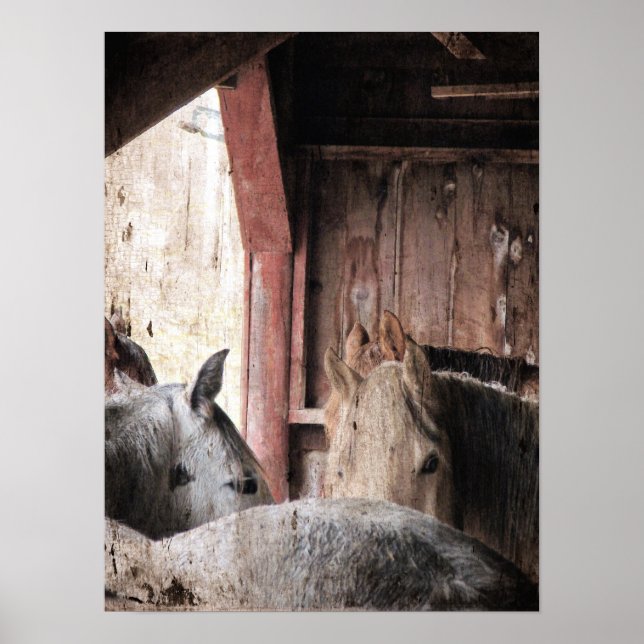 Affiche Horses in a Barn on a Rainy Day (Devant)