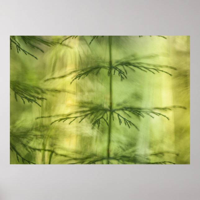 Affiche Horsetail Nature Photo (Devant)