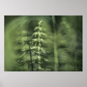 Affiche Horsetail Photo design floral vert
