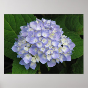 Affiche Hortensia