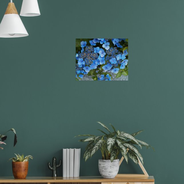 Affiche Hortensia à dentelle bleue Photo florale (Salon 1)
