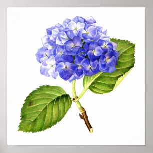Affiche Hortensia bleu