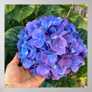 Affiche Hortensia Bleu Violet Tenue dans la Main Art Botan