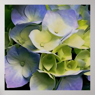 Affiche Hortensia Blossom Art Botanique Bleu Et Jaune