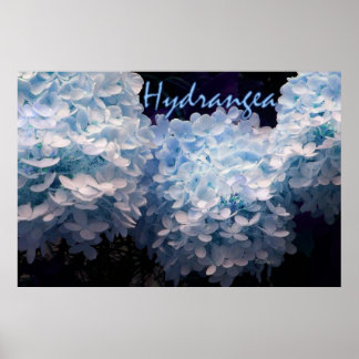 Affiche Hortensia en bleu