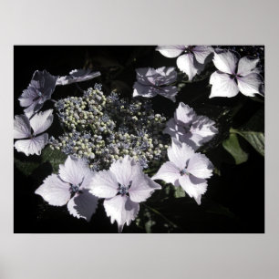 Affiche Hortensias