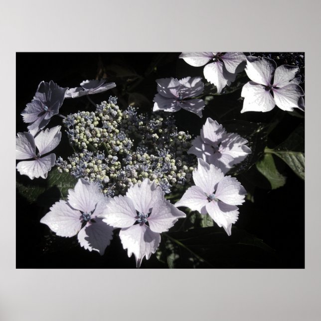 Affiche Hortensias (Devant)