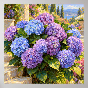 Affiche Hortensias bleus et lilas dans un jardin côtier en