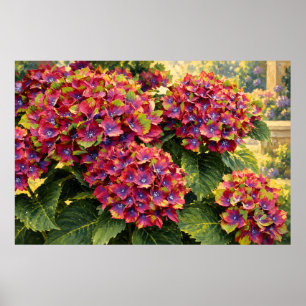 Affiche Hortensias Magenta Vivaces dans la Lumière Dorée d