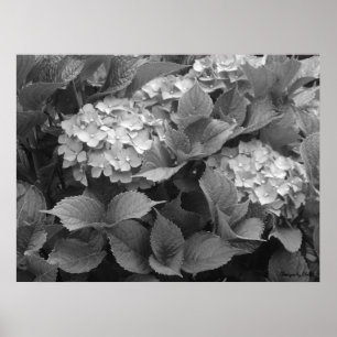Affiche Hortensias noirs et blancs