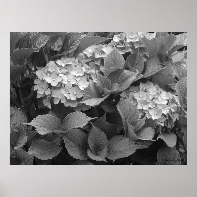 Affiche Hortensias noirs et blancs (Devant)
