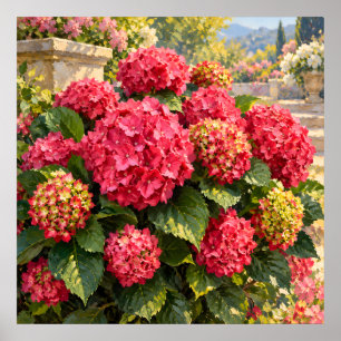 Affiche Hortensias roses éclairés par le soleil dans un ja