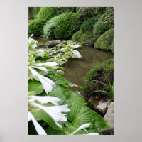 Hosta dans un jardin zen