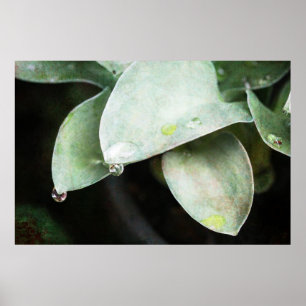 Affiche Hosta mit Regentropfen