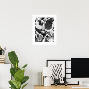 Affiche Hosta panaché floral noir et blanc