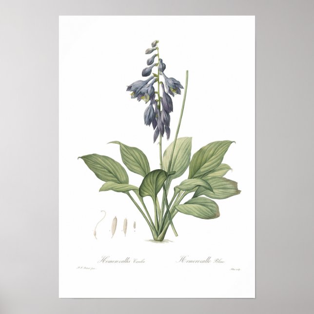 Affiche Hosta ventricosa (Devant)
