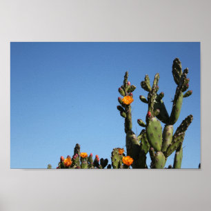 Affiche Hot Africa Desert Cactus Plante Prickly Pear Flowe